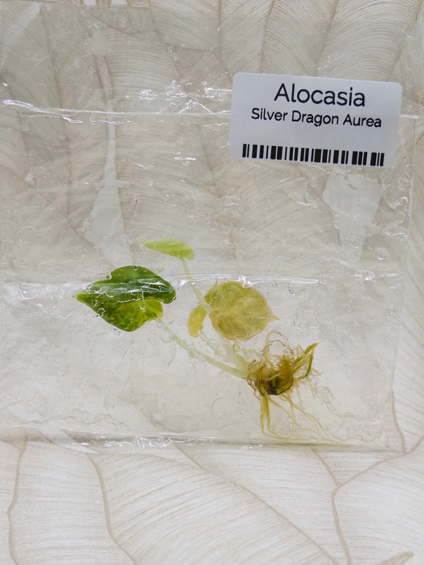 Alocasia Silberdrache Aurea