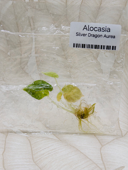 Alocasia Silberdrache Aurea