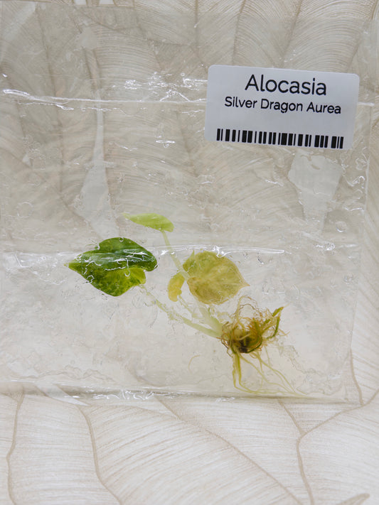 Alocasia Silver Dragon Aurea