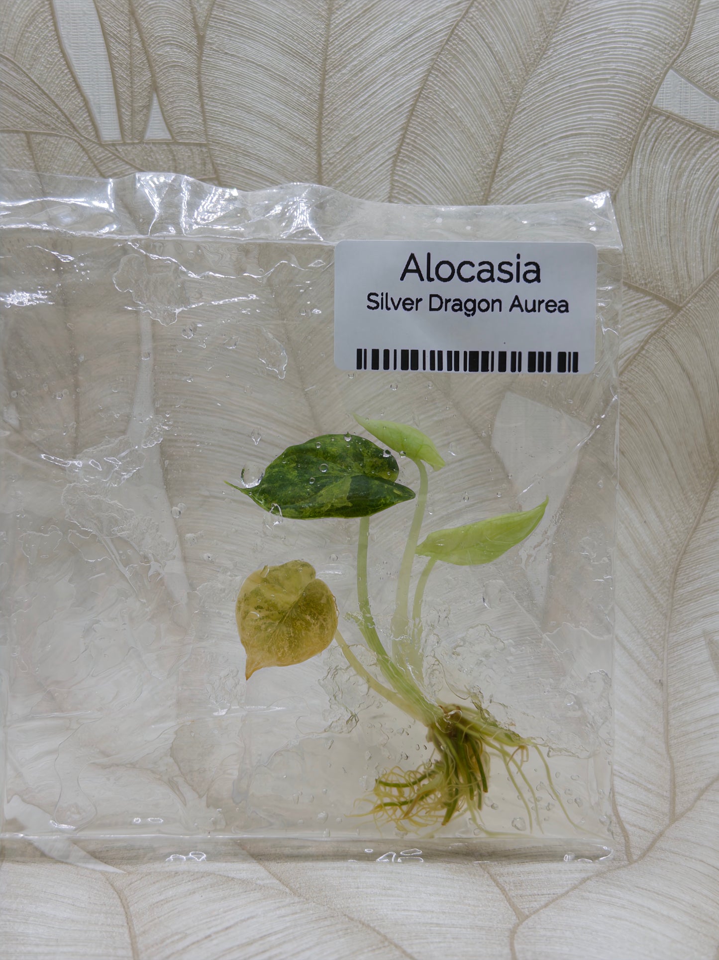 Alocasia Silberdrache Aurea