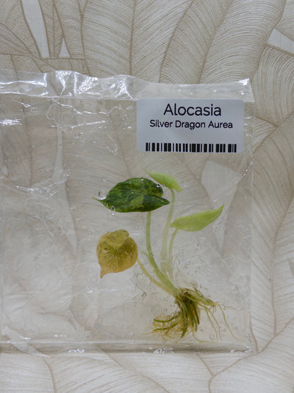 Alocasia Silberdrache Aurea