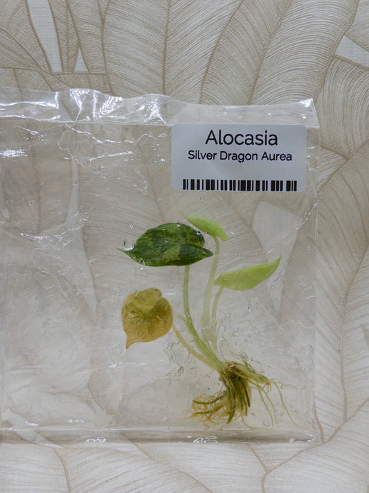 Alocasia Silver Dragon Aurea