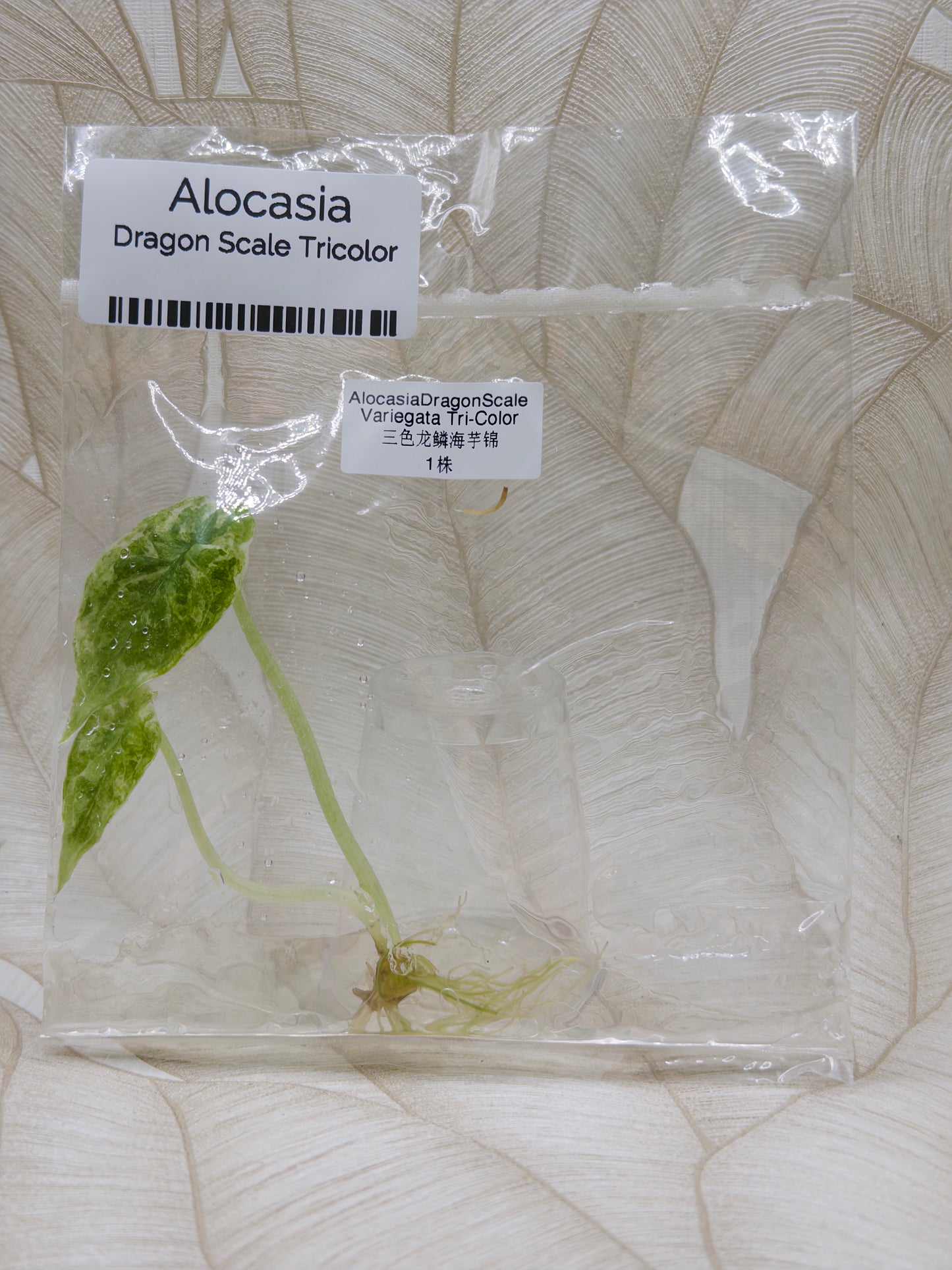 Alocasia Dragon Scale Tricolor