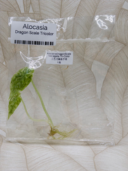 Alocasia Dragon Scale Tricolor