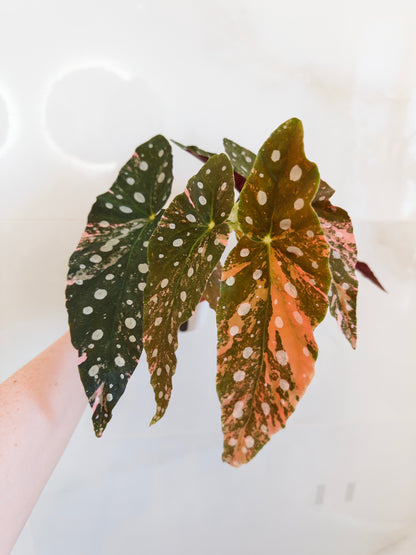 Begonia Maculata Pink