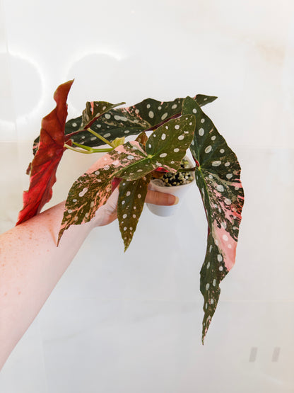 Begonia Maculata Pink