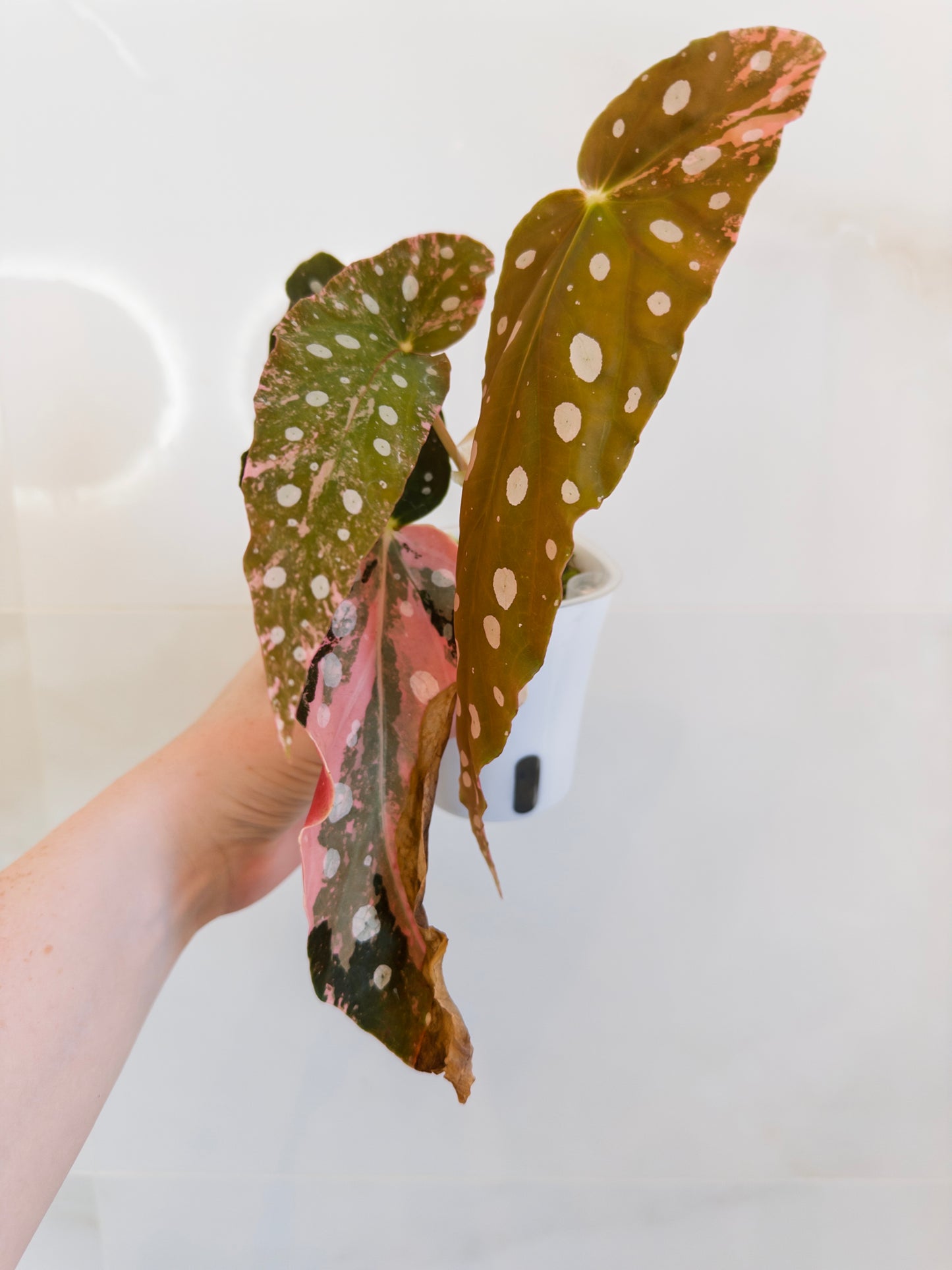 Begonia Maculata Pink