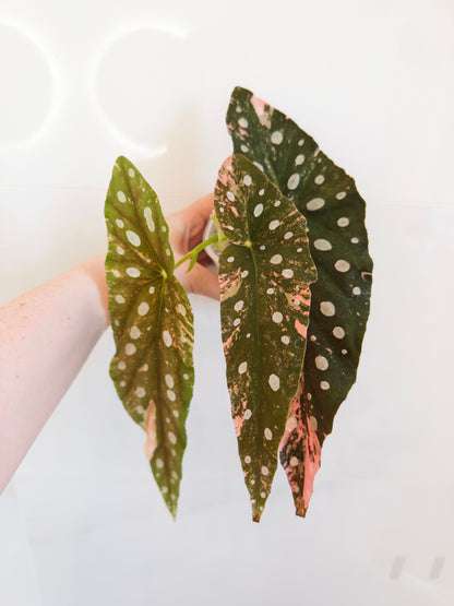 Begonia Maculata Pink