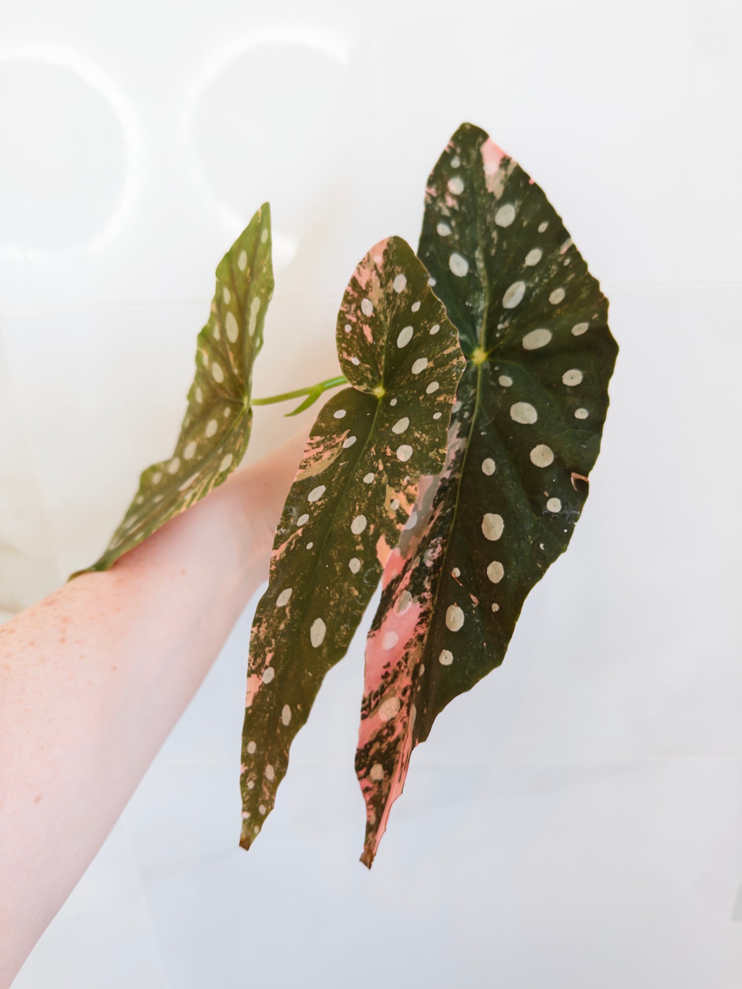 Begonia Maculata Pink