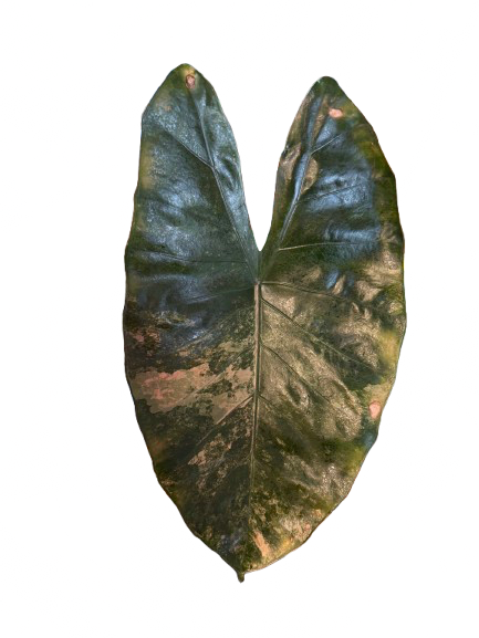 Alocasia Hybrid: Calidora x Flamingo x Infernalis variegata (from corm)