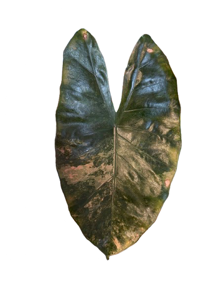 Alocasia Hybrid: Calidora x Flamingo x Infernalis variegata (from corm)