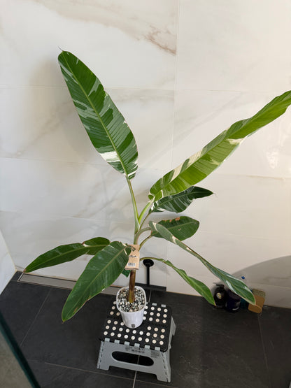 Musa AeAe (Florida)