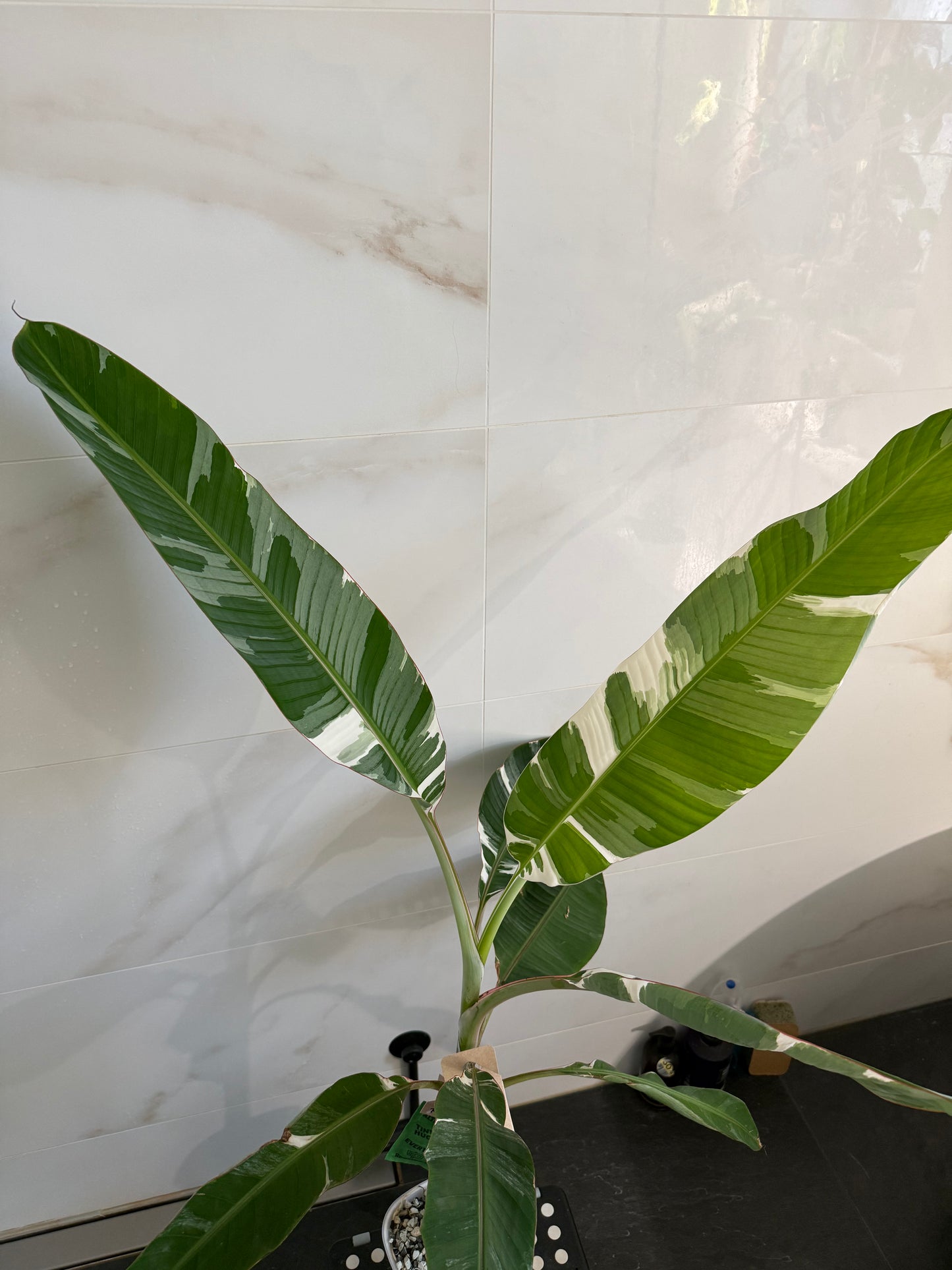 Musa AeAe (Florida)