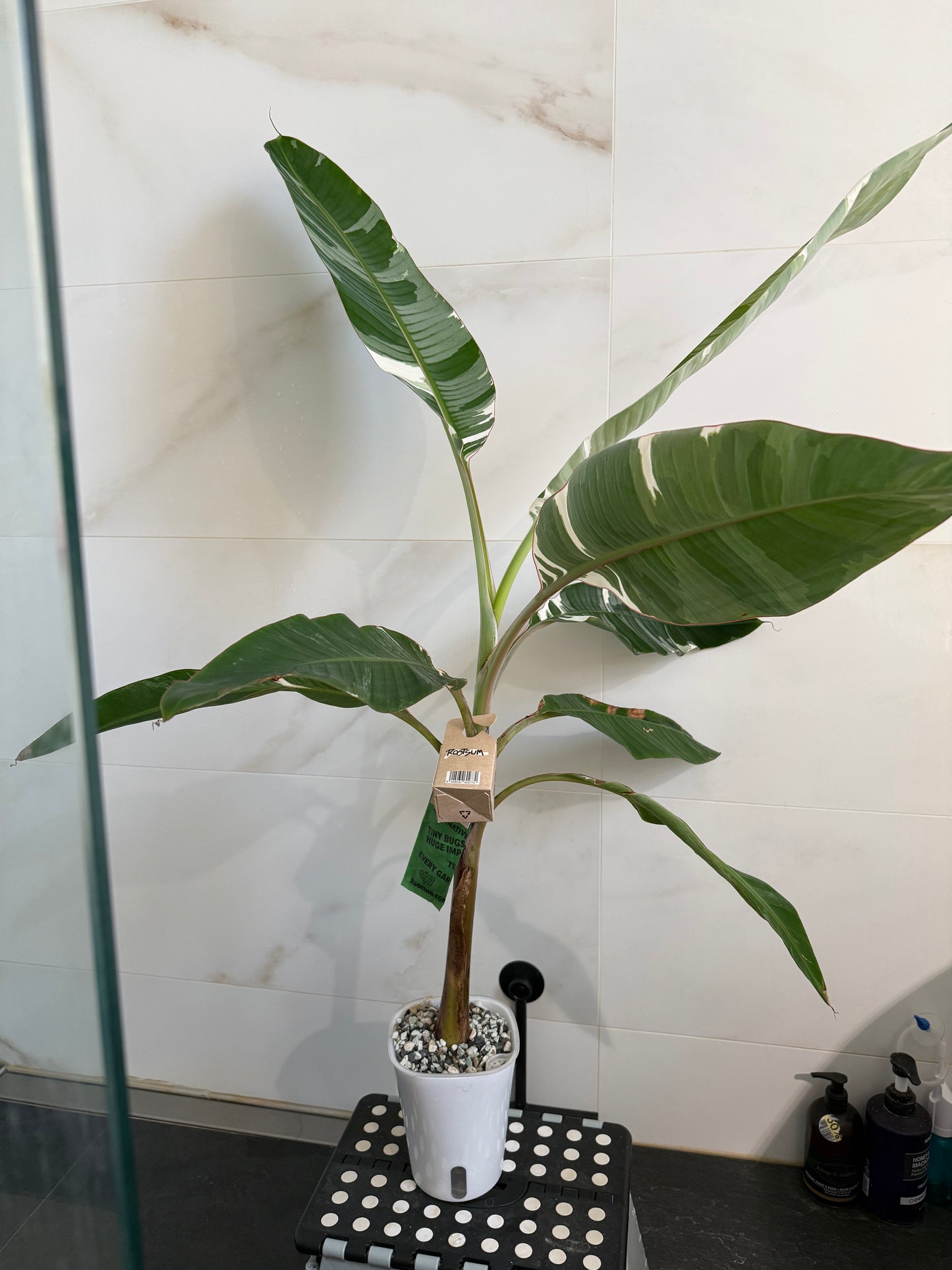 Musa AeAe (Florida)