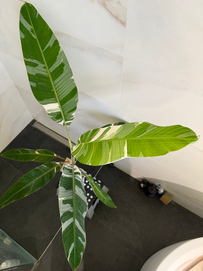 Musa AeAe (Florida)