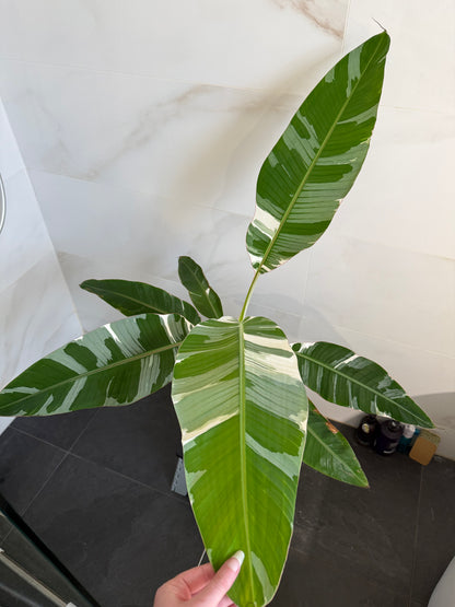 Musa AeAe (Florida)