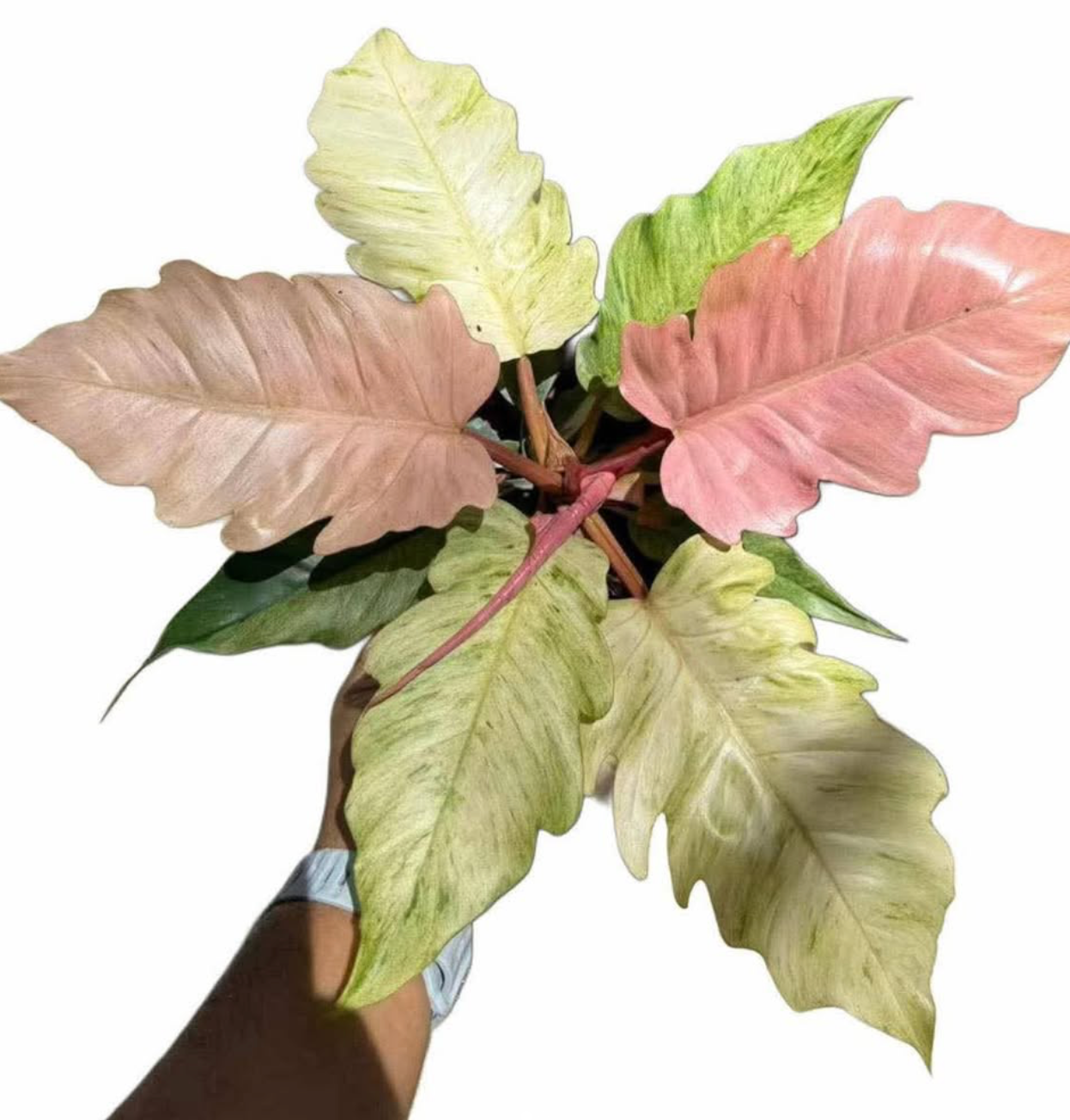 Philodendron Strawberry Caramel