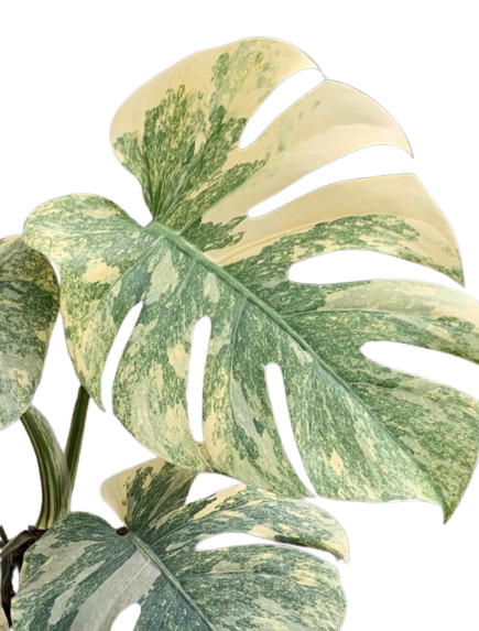 Monstera Green Snow