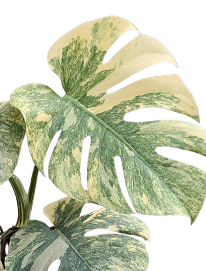 Monstera Green Snow