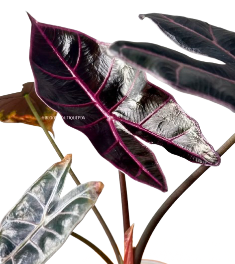 Alocasia Black Satun Pink Bone