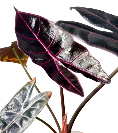 Alocasia Black Satun Pink Bone