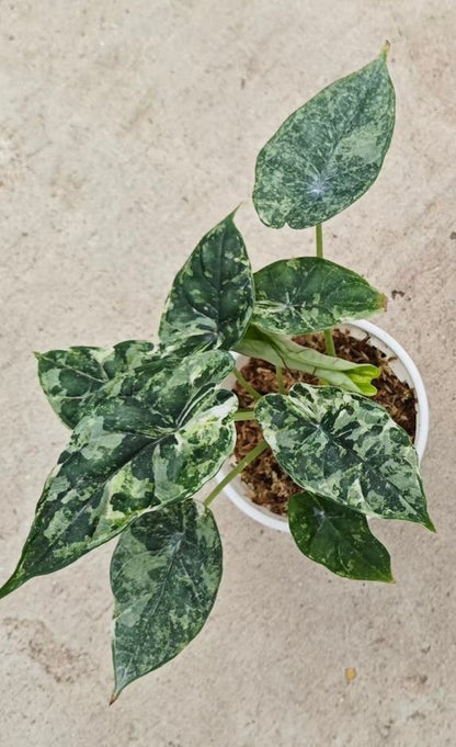 Alocasia Dragon Scale Tricolor