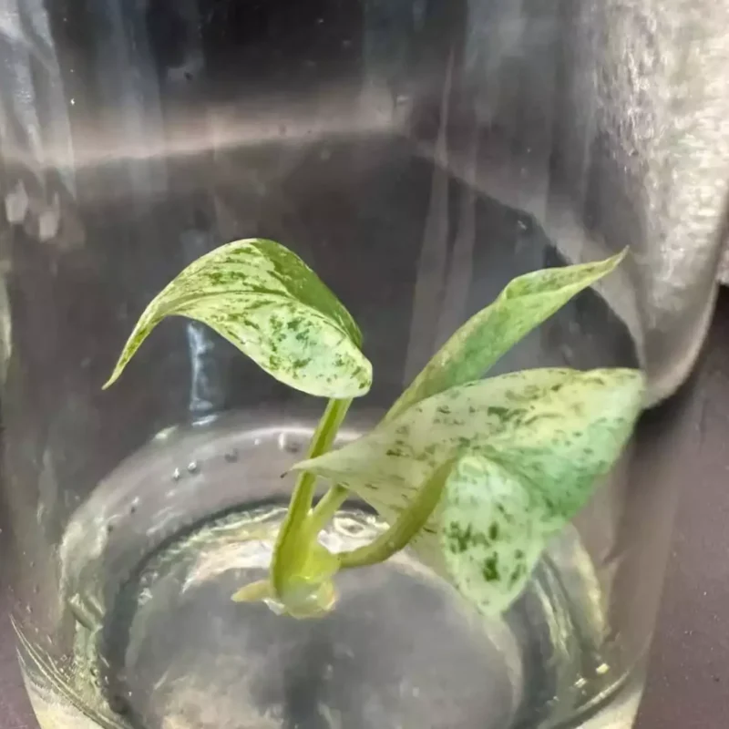 Monstera Mint tissue culture plant still flasked