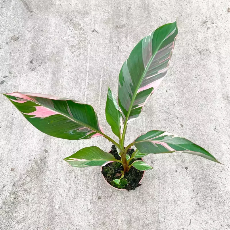 musa nono in pot on concrete floor