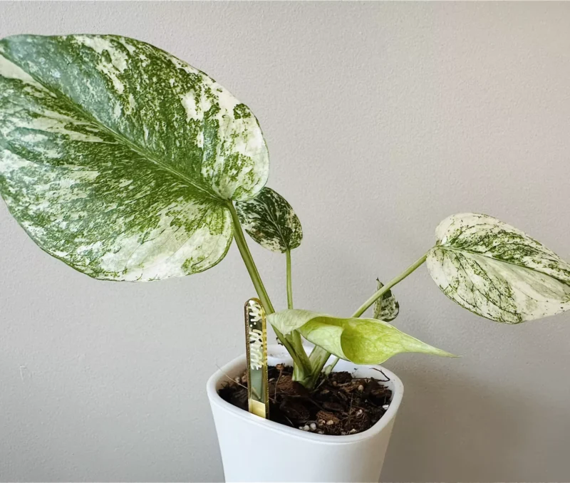 Bigger growing Monstera Mint plant