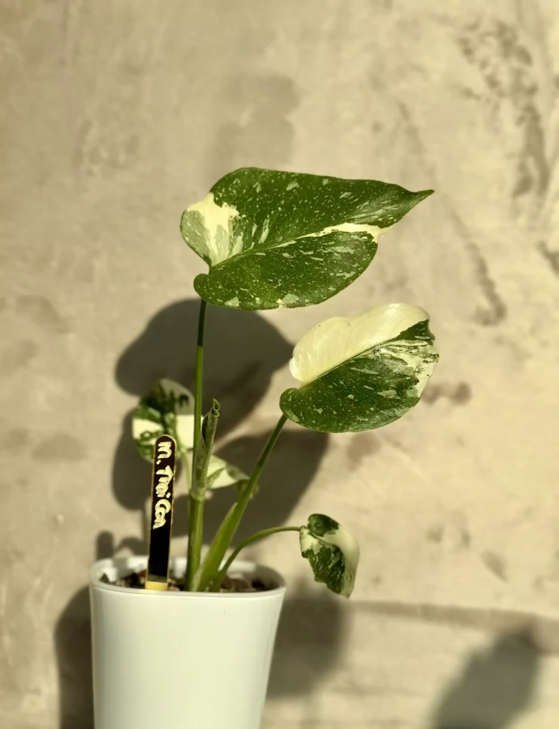 Gegroeide Monstera Thai Constellation in witte pot