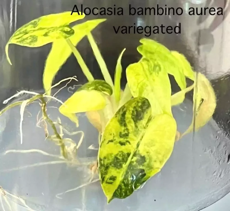 Alocasia Bambino Aurea in fles met gel