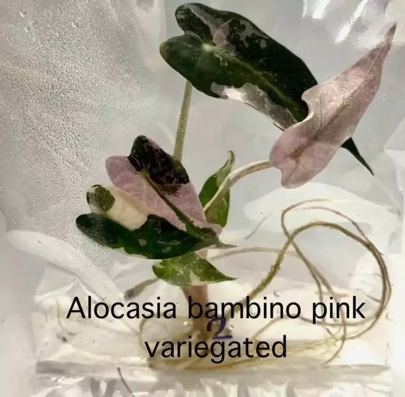 Alocasia Bambino Pink in zakje met gel