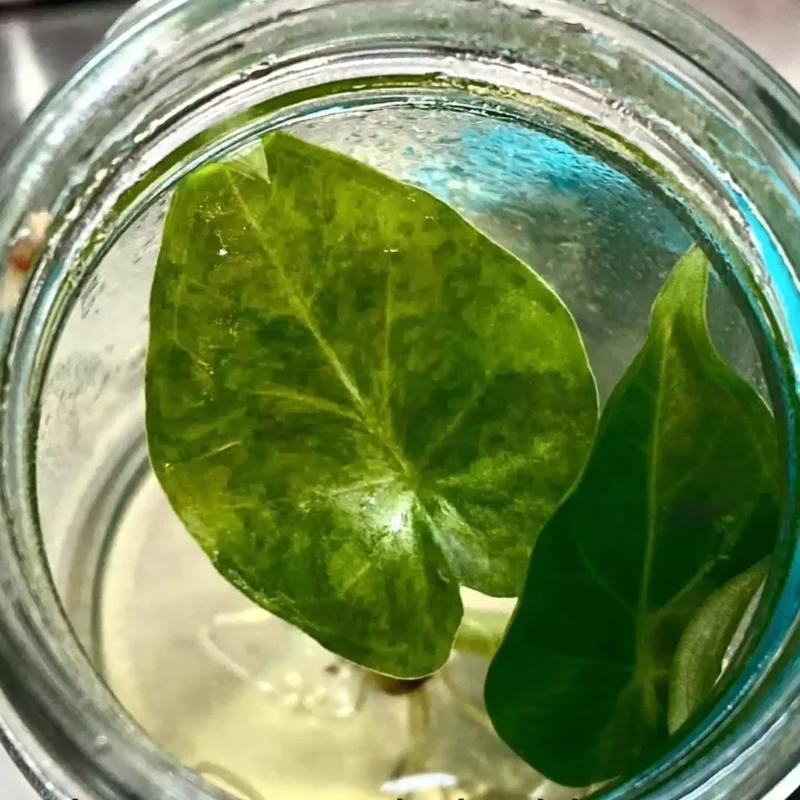 Alocasia Regal Shield in pot met gel