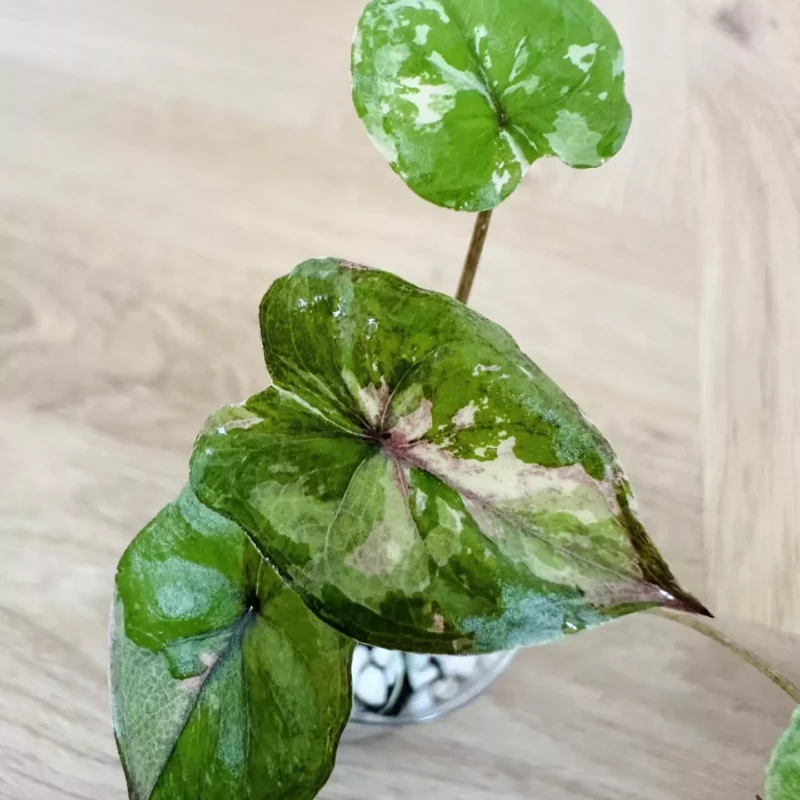 Alocasia Serendipity Pink in a mixture of perlite and stratum