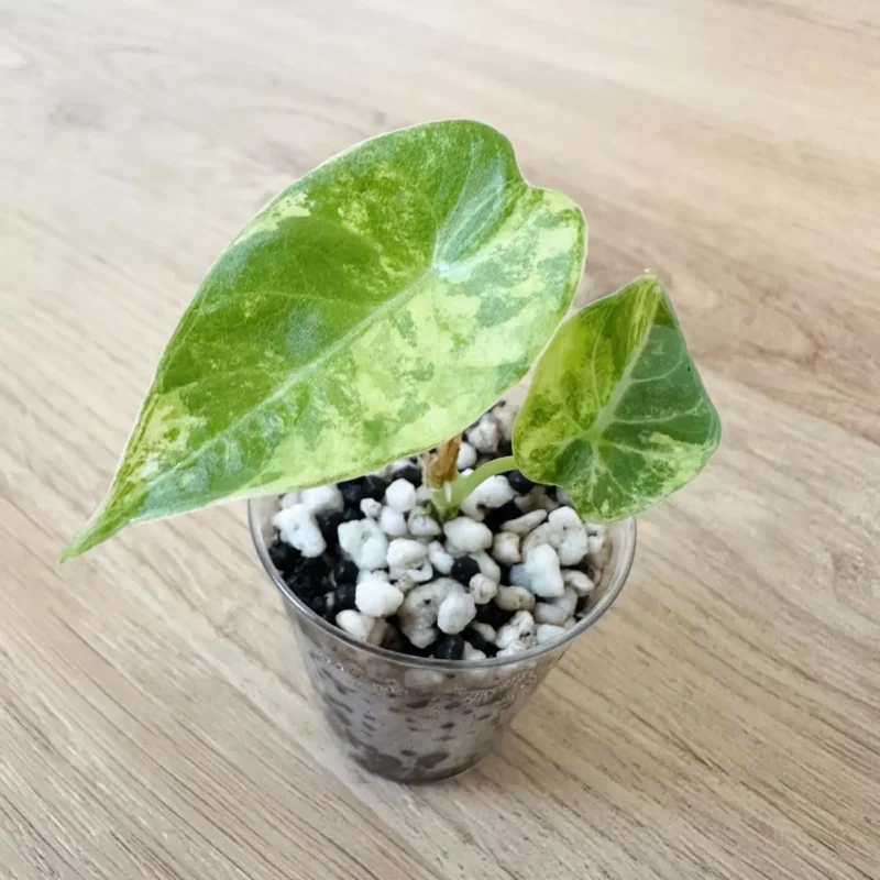 Alocasia Watsoniana Albo/Pink in a mixture of perlite and stratum