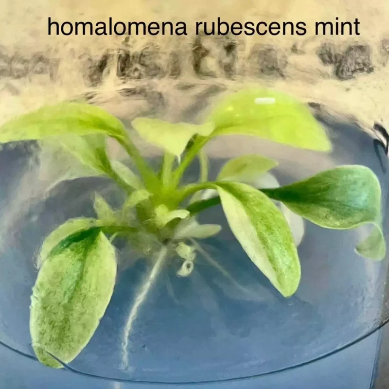 homalomena rubescens mint in pot met gel