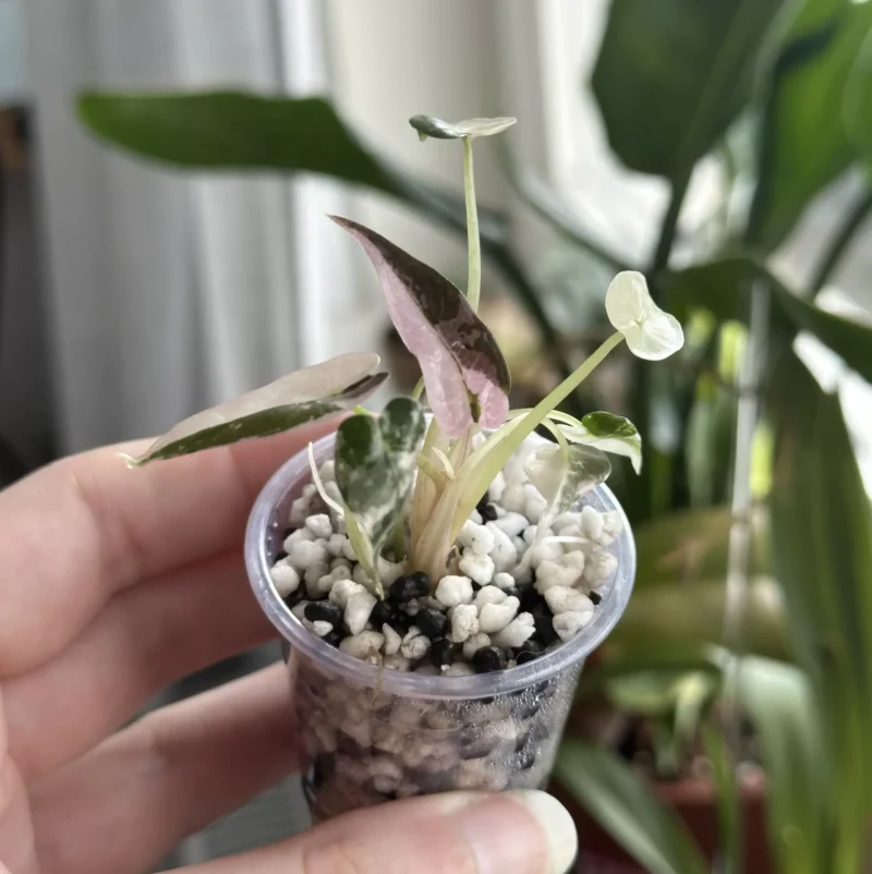 Alocasia Bambino Pink in a mixture of perlite and stratum, in front of other plants