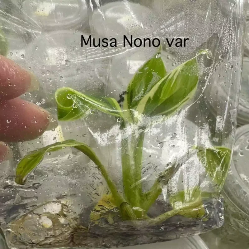 musa nono in zakje met gel