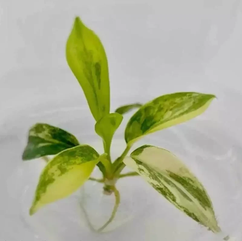 philodendron florida beauty variegata in gel