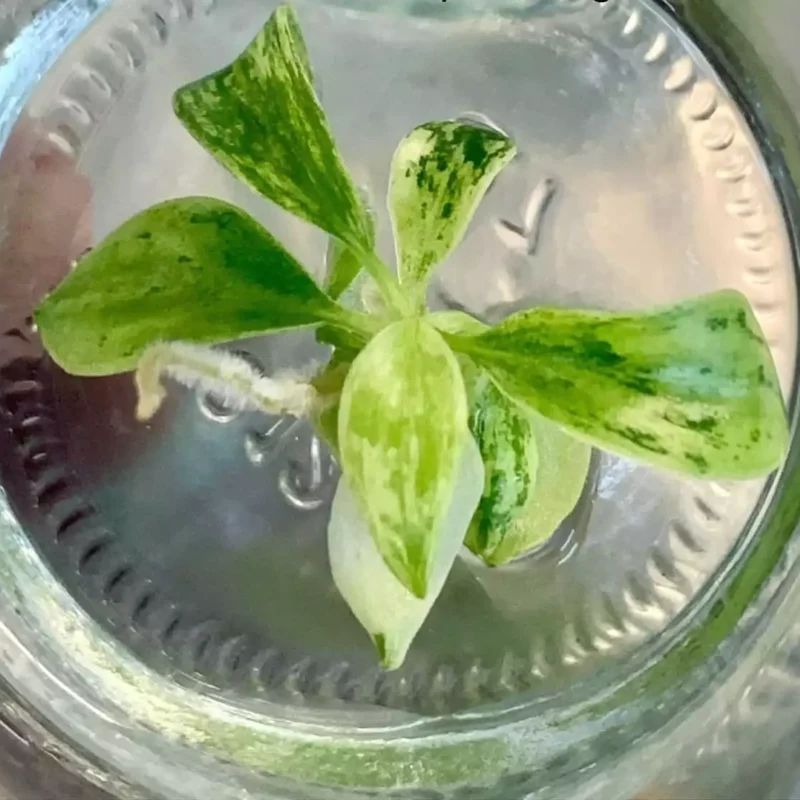 philodendron joepii variegata in pot met gel