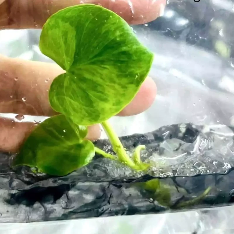 philodendron williamsii variegated in zakje met gel