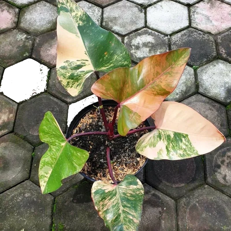 Philodendron Strawberry Shake in a pot