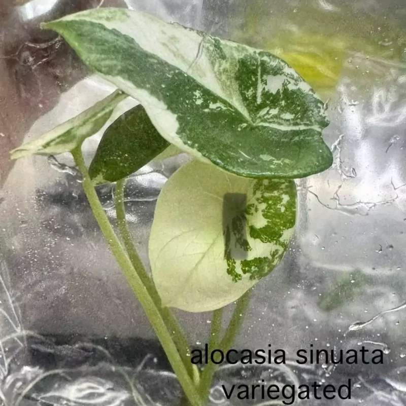 Alocasia Sinuata in bag with gel