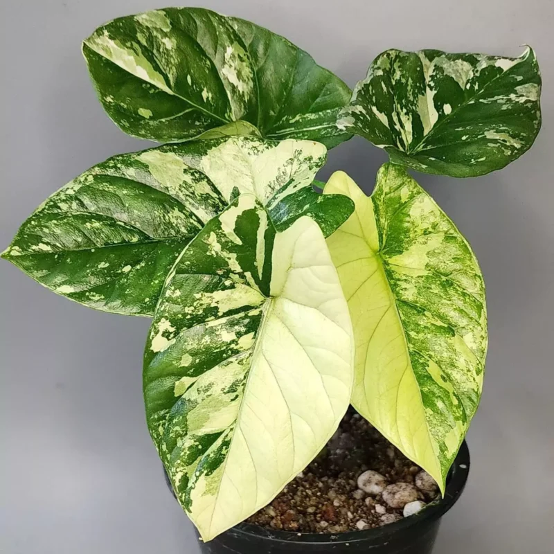 Adult alocasia sinuata albo in pot