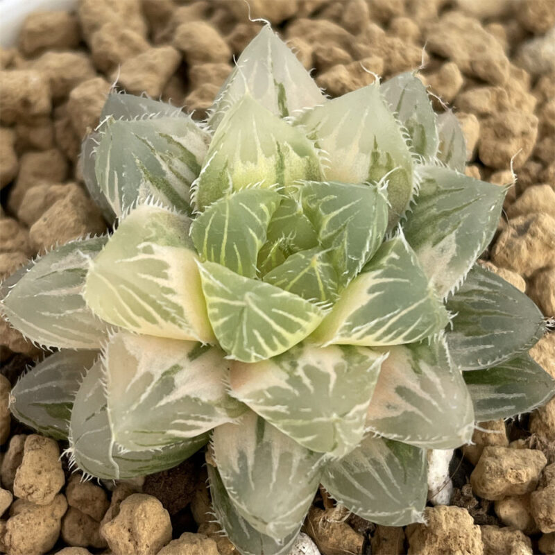 Haworthia Ice Soul